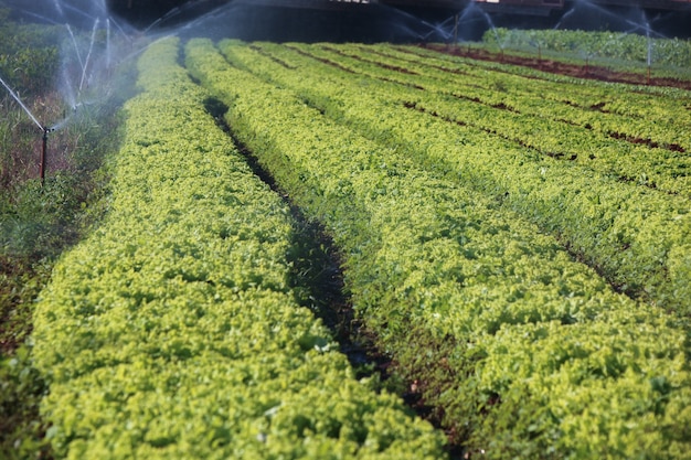 Varietà vegetali in crescita all'orto