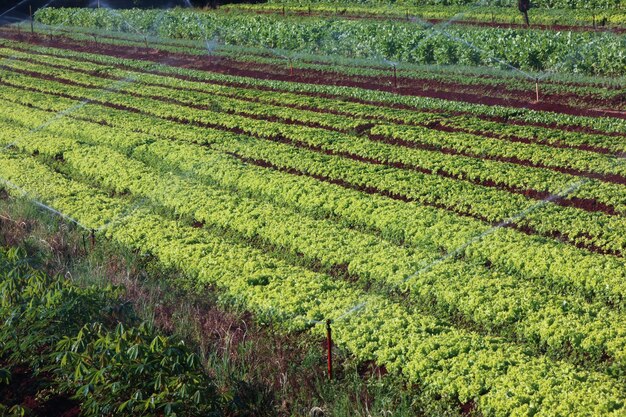 Varietà vegetali in crescita all'orto