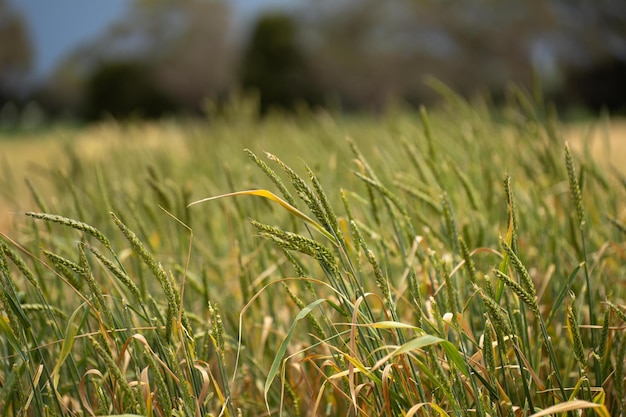 varietys of wheat in a field