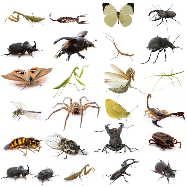 Photo various animals against white background