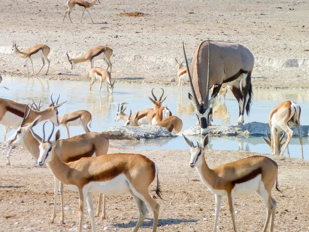 various antelopes on a waterhole in Namibia