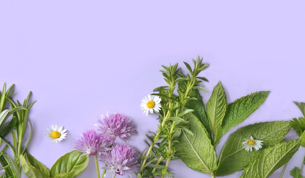 Various aromatic fresh herbs on blue background 