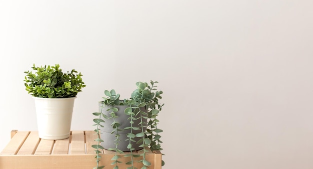 Various artificial succulents with exotic plants in white ceramic pots on a wooden table