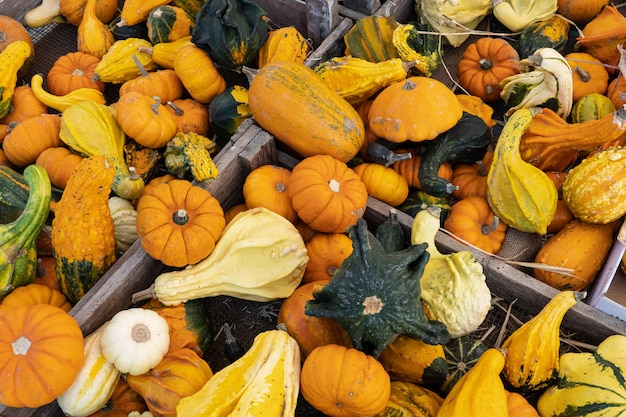 Various assortment of pumpkins Autumn Harvest