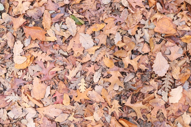 Varie delle foglie d'autunno sul terreno. fogliame autunnale vista dall'alto.