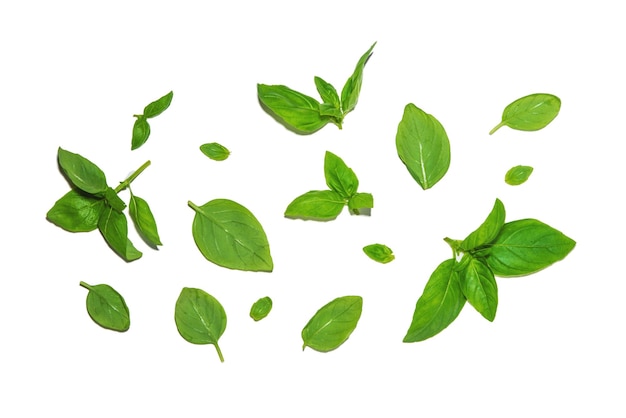 Various basil leaves set