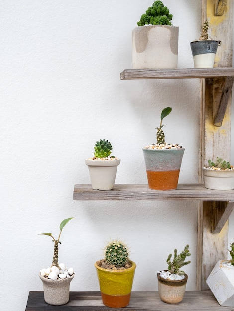 Various beautiful handmade ceramic pots with many green cactus and succulent plants decoration on wooden shelf on white wall background Flowerpot showing on old wood shelf vertical style