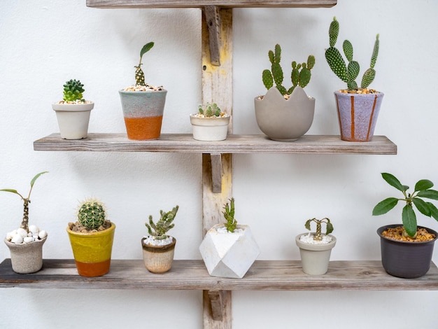 Various beautiful handmade ceramic pots with many green cactus and succulent plants decoration on wooden shelf on white wall background Flowerpot showing on old wood shelf