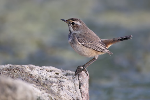 冬の羽のさまざまなオガワコマドリ（Luscinia svecica）は、美しいぼやけた背景に対して、葦、石、池のほとりにクローズアップで撮影されています