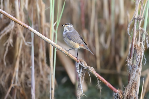 冬の羽のさまざまなオガワコマドリ（Luscinia svecica）は、美しいぼやけた背景に対して、葦、石、池のほとりにクローズアップで撮影されています