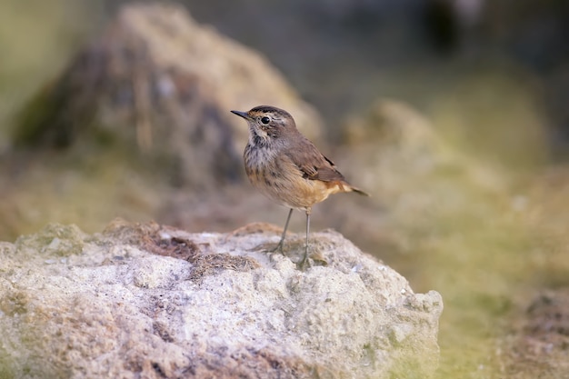 冬の羽のさまざまなオガワコマドリ（Luscinia svecica）は、美しいぼやけた背景に対して、葦、石、池のほとりにクローズアップで撮影されています