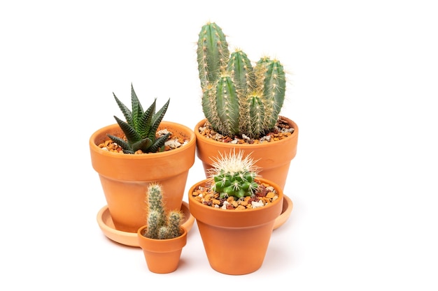 Various cacti Cereus Aloe aristata Mammillaria in ceramic pots Concept of indoor garden home Isolated on white background