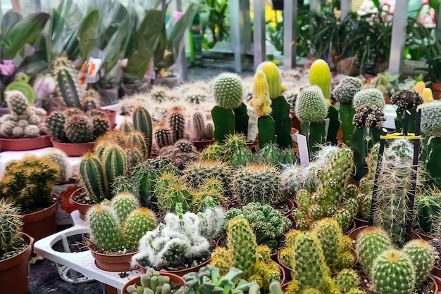 Vari cactus si mescolano nella serra. tema naturale. foto di dettaglio. vari cactus sullo scaffale del negozio. piccoli cactus decorativi in piccoli vasi di diversi tipi.