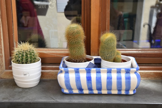Foto diverse piante di cactus su una finestra