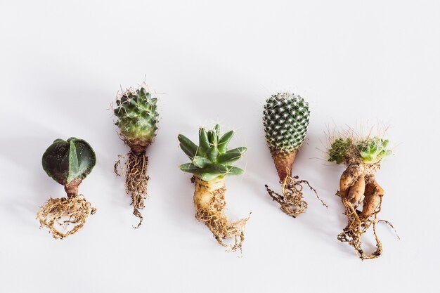 Various cactuses with bare roots before planting