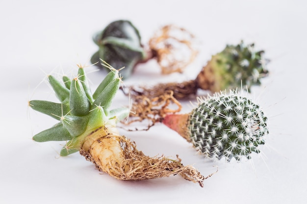 Various cactuses with bare roots before planting