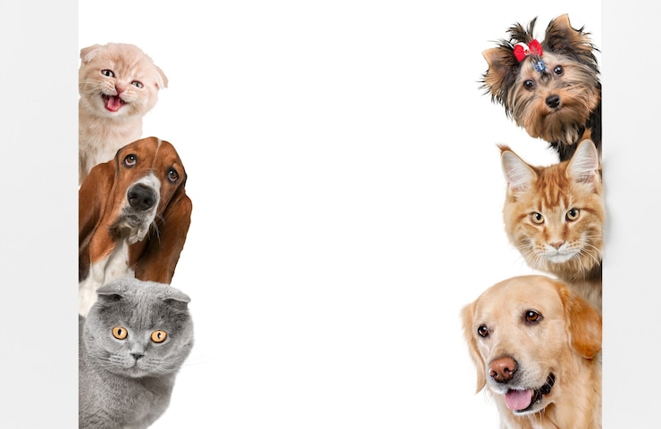 Photo various cats and dogs as frame isolated on white