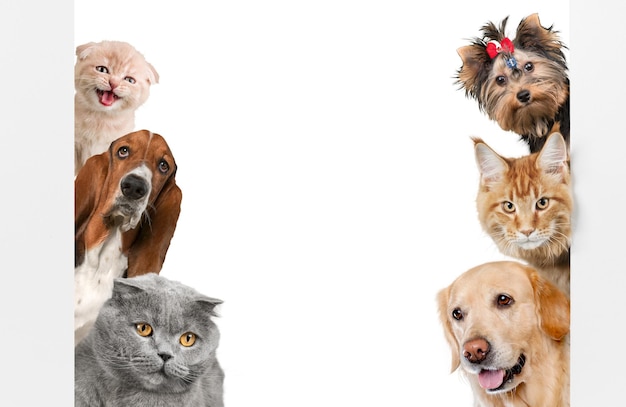 Various cats and dogs as frame isolated on white