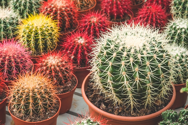 Various colored cacti plants in a greenhouse. Various cacti on the shelf in the store. Decorative small cacti in small pots of different types.