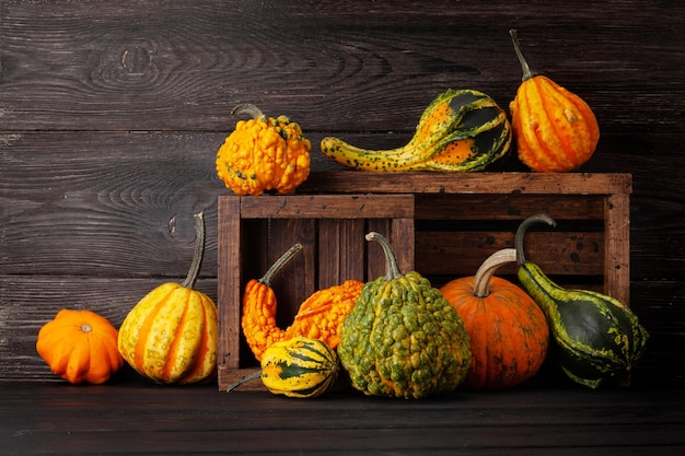 Various colorful squashes and pumpkins