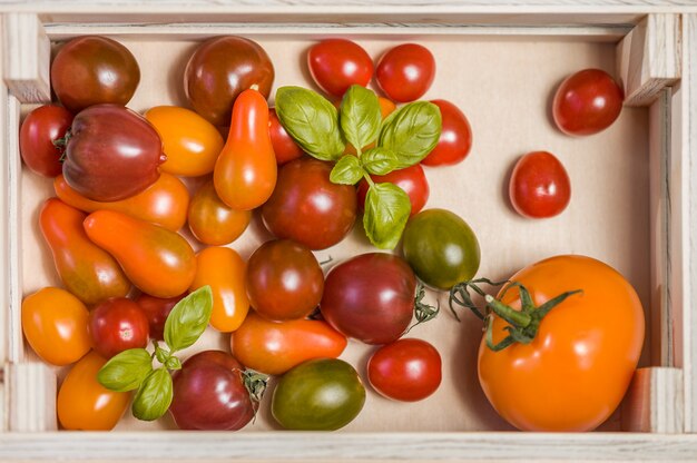 Various colorful tomatoes and basil leaves  in a wooden box on white wooden table. Close-up.