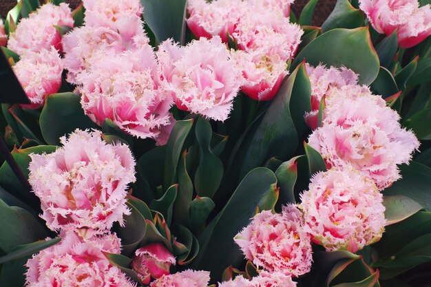 Различные красочные тюльпаны цветут в солнечный день в саду с мягким избирательным фокусом