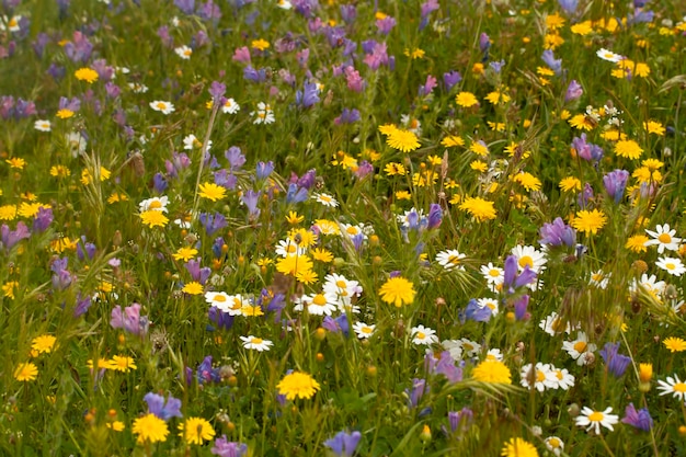 Various colorful wildflowers, nature in spring season.