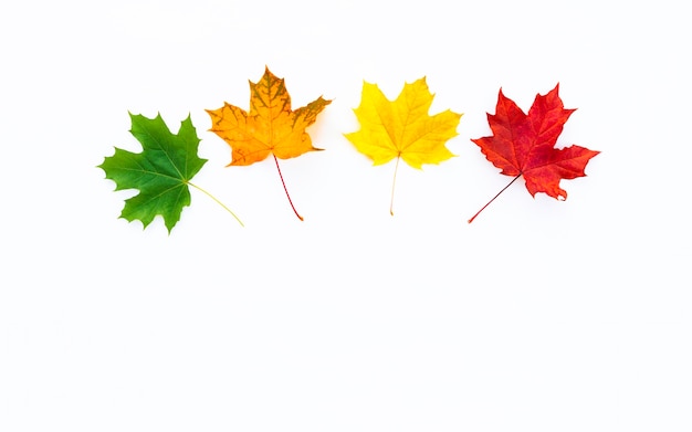 Various colors of maple leaves isolated