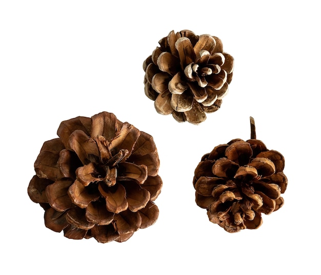 Various conifer cones isolated on white or transparent background PNG file