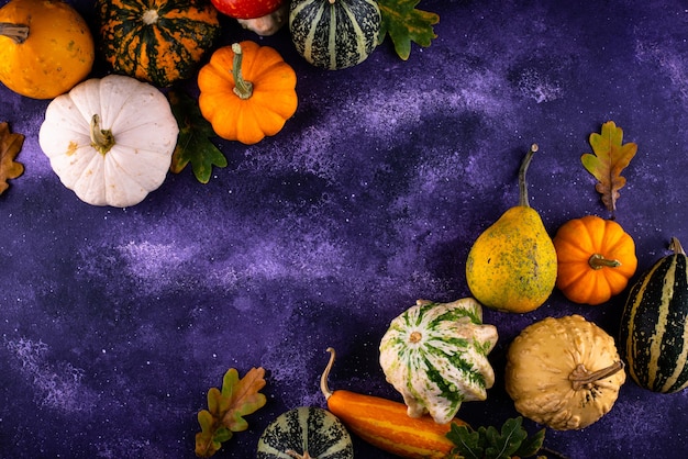 Various decorative pumpkins autumn harvest