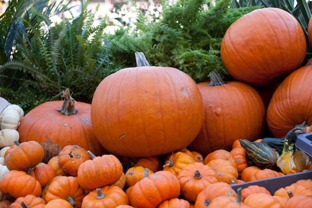 Various different pumpkins