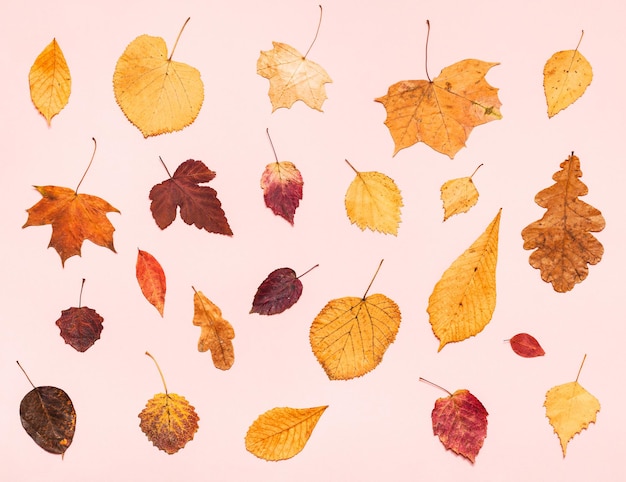 Various dried autumn fallen leaves on light pink