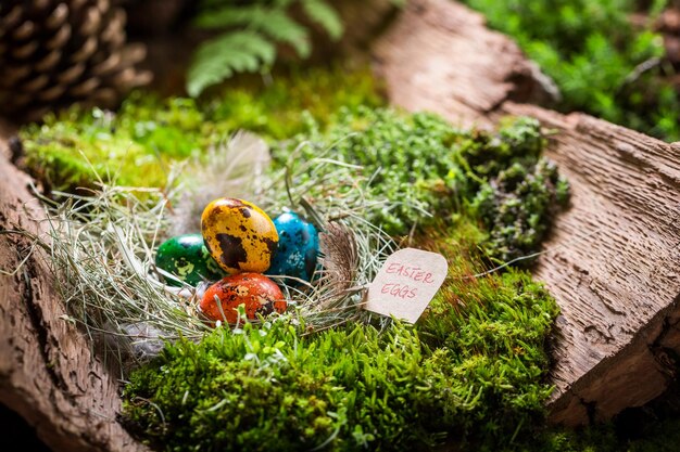 Various Easter eggs in forest at sunrise