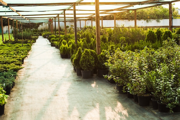 屋外の緑を造園するためのさまざまな常緑植物や低木