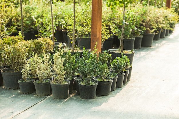 屋外の緑を造園するためのさまざまな常緑植物や低木