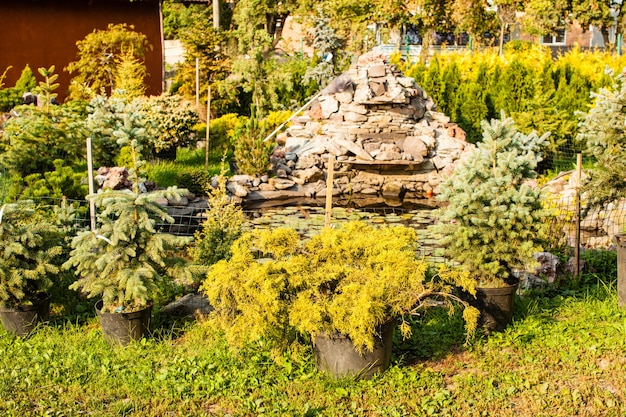 Various evergreen plants for landscaping and rockery