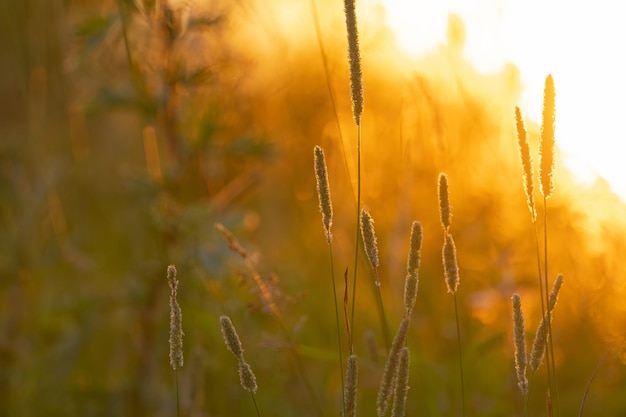 Varie erbe di campo e fiori sullo sfondo del sole al tramonto