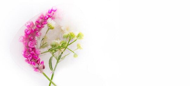 Various flowers in ice cubes on a white background