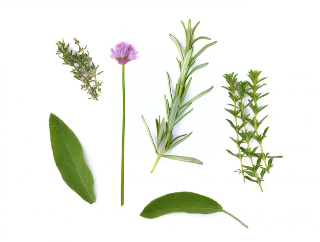 Various fresh aromatic herbs on white background