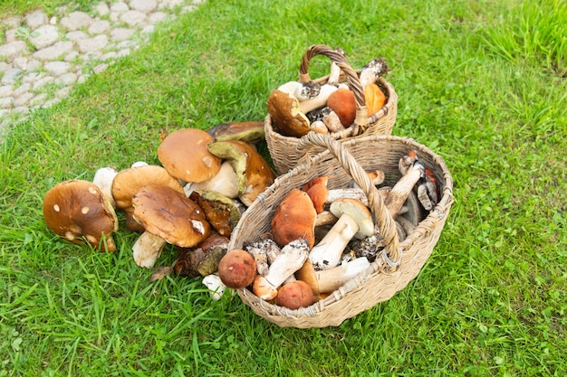 Various fresh collected mushrooms in wicker baskets on green grass