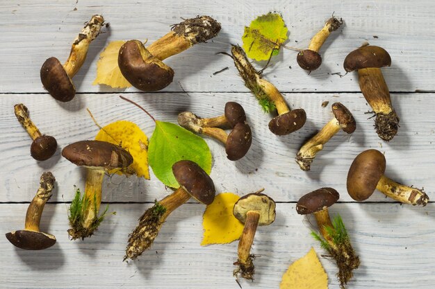 Various fresh edible forest mushrooms on a white wooden table