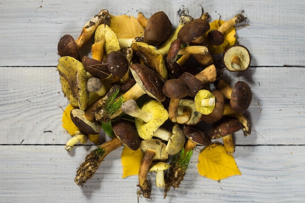 Various fresh edible forest mushrooms on a white wooden table