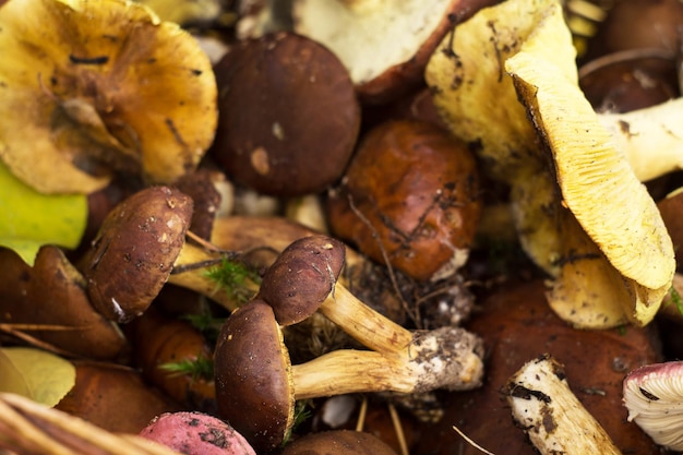 Various fresh forest mushrooms. Close up