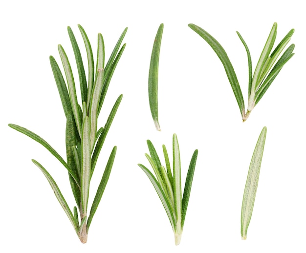 Various fresh green rosemary branches on isolated background