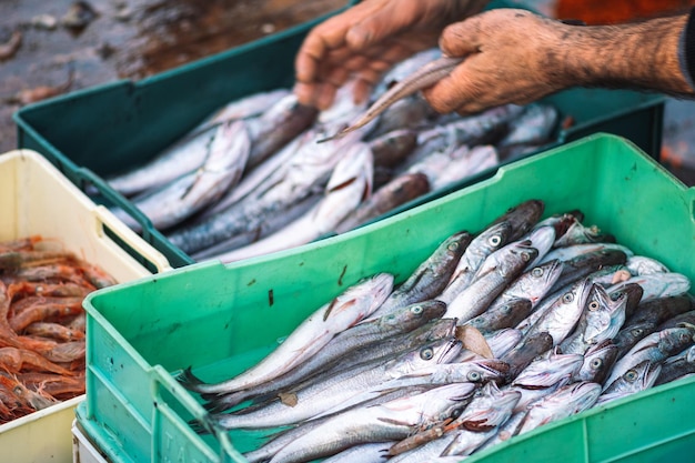 写真 漁船のプラスチック箱に釣り手が選ぶ新鮮な魚の種類