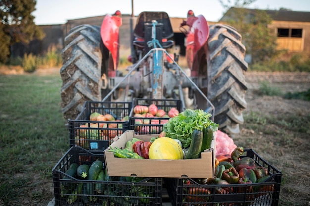 Foto vari frutti in cesto sul campo