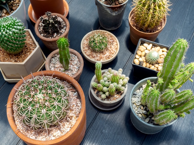 Various green cactus plants in pots.