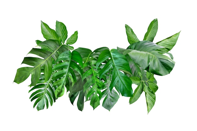 various of green monstera leaves pattern for nature conceptset of tropical leaf isolated on white background