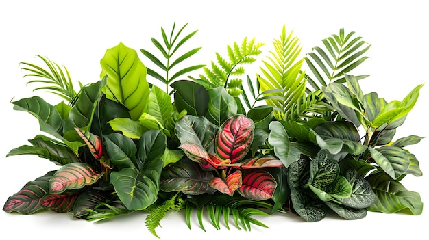 Photo various green plants with red leaves on a white background