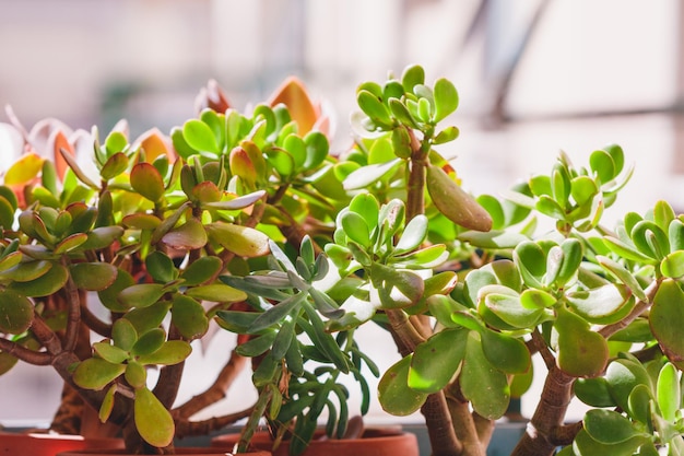 窓辺の植木鉢にあるさまざまな自家製の緑の植物